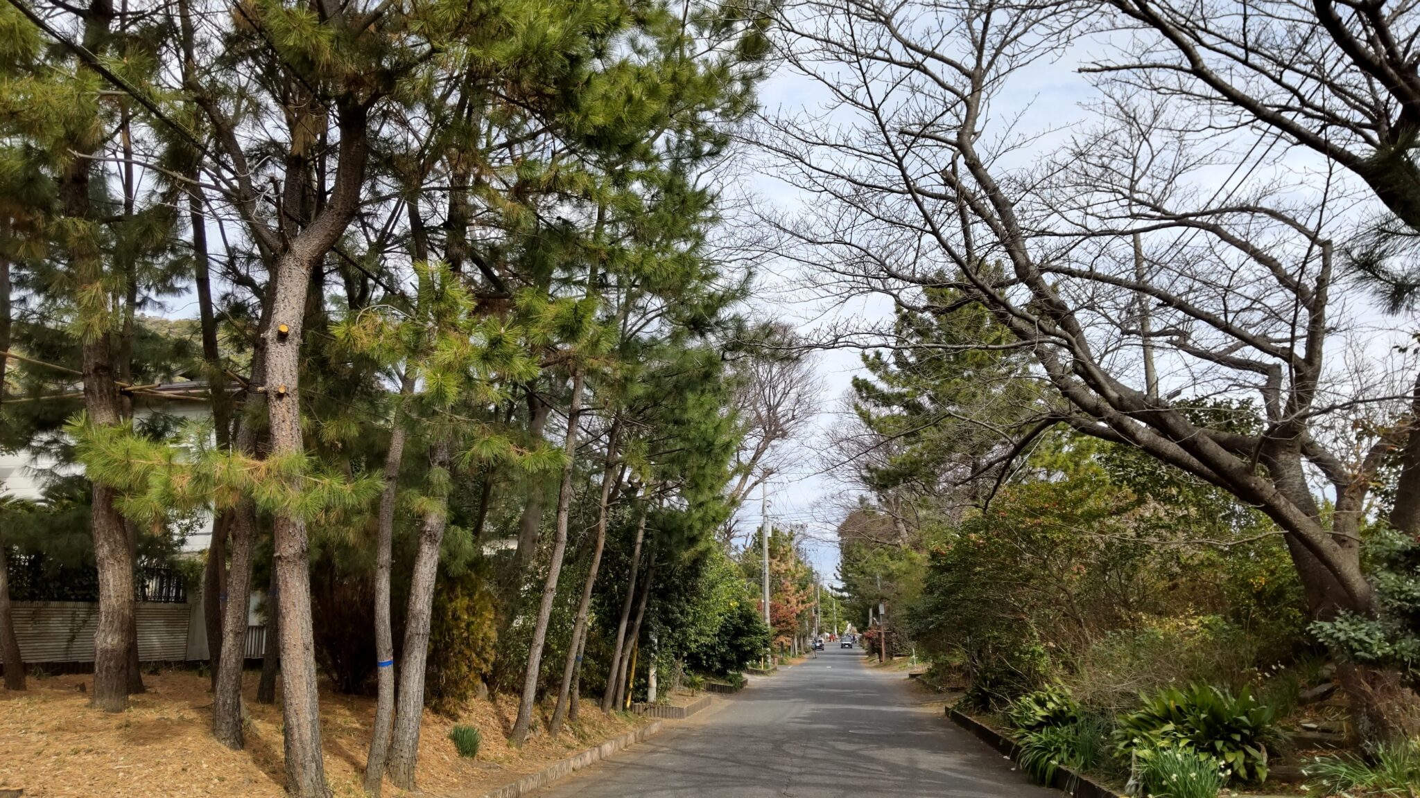 東海道　街道を歩く　その8　歴史を訪ねる　シニアの健康ウォーキング　平塚→二宮